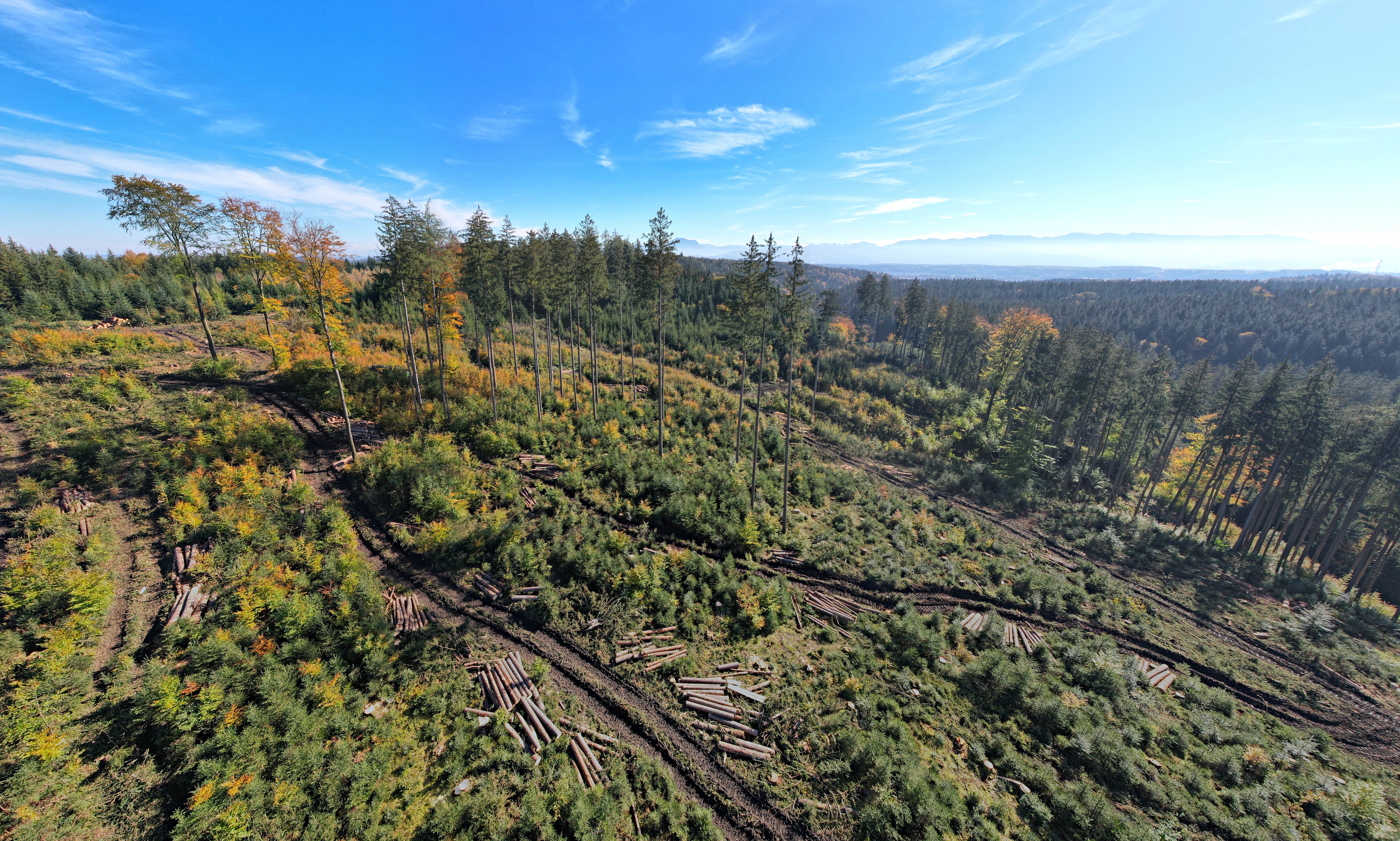 Klimafitter Mischwald